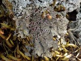 Pannaria rubiginosa image