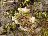 Nephroma laevigatum image