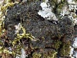 Leptogium brebissonii image