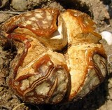 Calvatia cyathiformis image