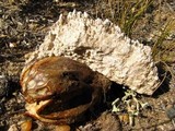 Calvatia cyathiformis image