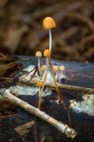 Marasmius tanaensis image