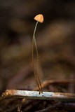 Marasmius tanaensis image