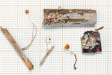 Marasmius tanaensis image