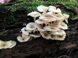 Clitocybula abundans image