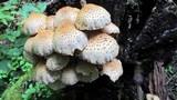 Pholiota squarrosoides image