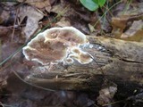 Gloeoporus dichrous image
