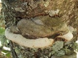 Phellinus pomaceus image