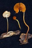 Marasmius katangensis image