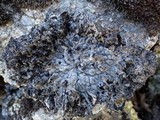 Lasallia pustulata image