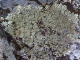 Xanthoparmelia conspersa image