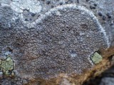 Diploschistes scruposus image