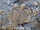 Pertusaria pseudocorallina image