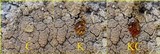 Pertusaria pseudocorallina image