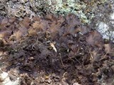 Nephroma tangeriense image