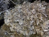 Peltigera praetextata image