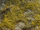Caloplaca citrina image