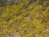 Caloplaca citrina image