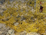 Caloplaca citrina image