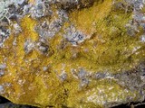 Caloplaca citrina image