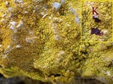 Caloplaca citrina image