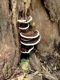 Ganoderma lobatum image
