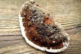 Ganoderma lobatum image