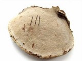 Ganoderma lobatum image