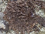 Xanthoparmelia pulla image