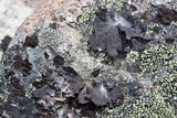 Umbilicaria proboscidea image