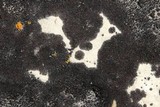 Verrucaria nigrescens f. nigrescens image