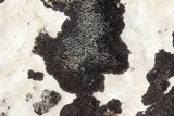 Verrucaria nigrescens f. nigrescens image