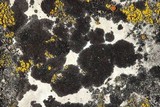 Verrucaria nigrescens f. nigrescens image