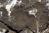 Verrucaria nigrescens f. nigrescens image