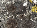 Verrucaria nigrescens f. nigrescens image