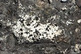 Verrucaria nigrescens f. nigrescens image