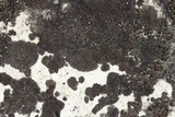 Verrucaria nigrescens f. nigrescens image