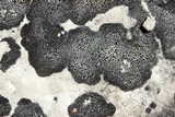 Verrucaria nigrescens f. nigrescens image