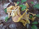 Cantharellus spectaculus image