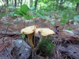 Cantharellus spectaculus image
