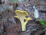 Cantharellus spectaculus image
