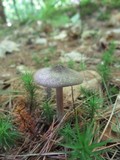 Entoloma violaceum image