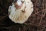 Lactarius hygrophoroides image