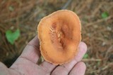 Lactarius hygrophoroides image
