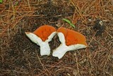 Lactarius hygrophoroides image