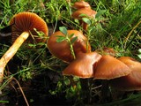 Cortinarius gentilis image