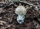 Amanita spreta image