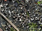 Peltigera rufescens image