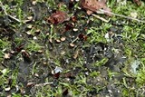 Peltigera rufescens image