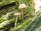 Spinellus fusiger image